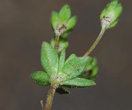 Androsace_occidentalis_bracts.jpg