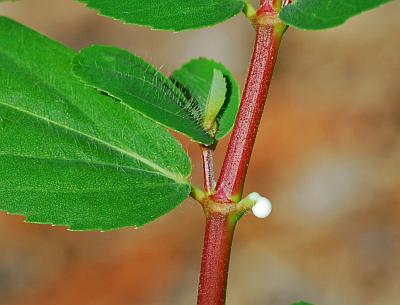 Euphorbia_nutans_stem3.jpg