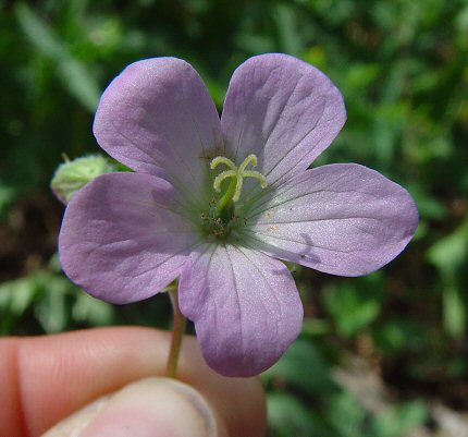 Geranium_maculatum_flower2.jpg