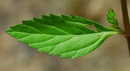 Lippia_lanceolata_leaf1.jpg