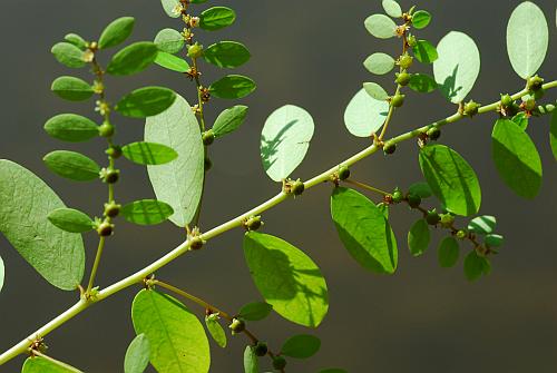 Phyllanthus_caroliniensis_leaves2.jpg
