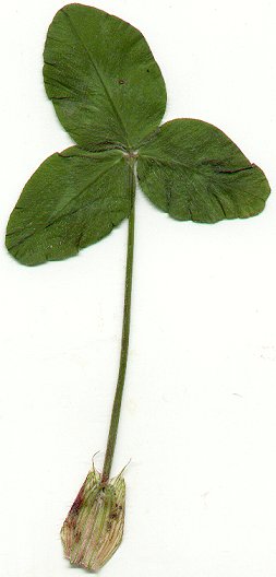 Trifolium_pratense_leaf.jpg