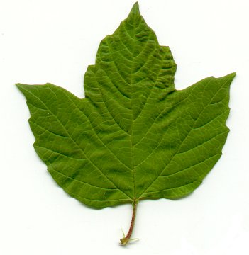Viburnum_opulus_leaf.jpg