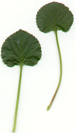 Viola_striata_basal_leaves.jpg