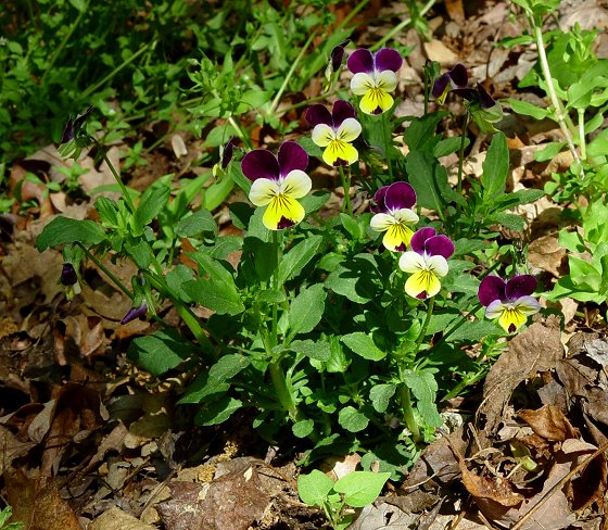 Viola_tricolor_plant.jpg