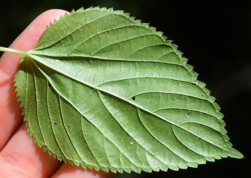 Acalypha_ostryifolia_leaf2.jpg
