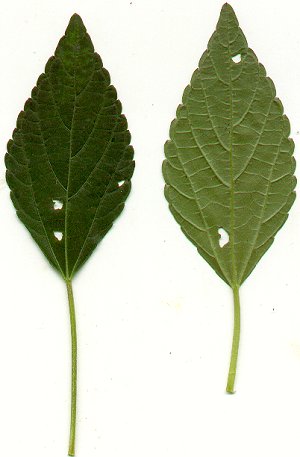 Acalypha_rhomboidea_leaves.jpg