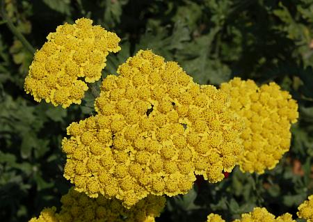 Achillea_millefolium_yellow.jpg