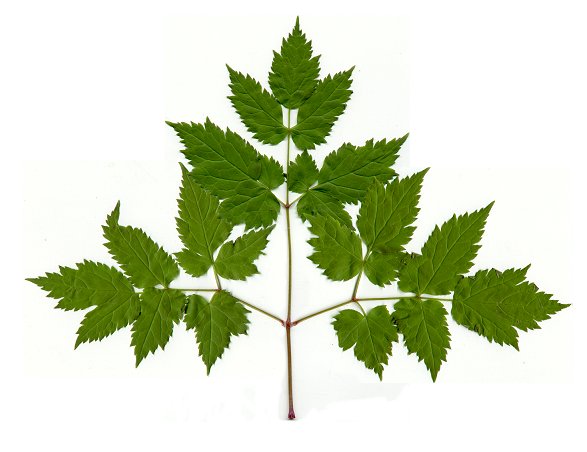 Actaea_pachypoda_leaf.jpg
