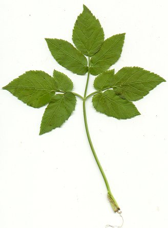 Aegopodium_podagraria_cauline_leaf.jpg