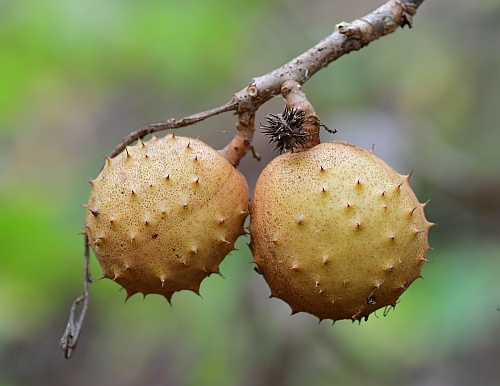 Aesculus_glabra_fruits1.jpg