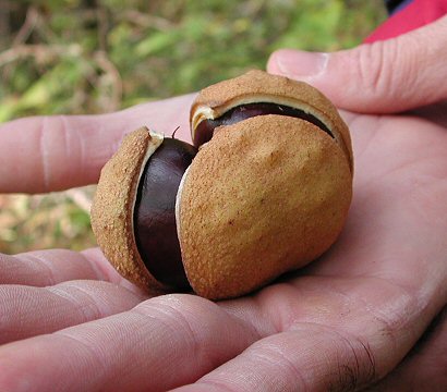 Aesculus_glabra_seeds.jpg