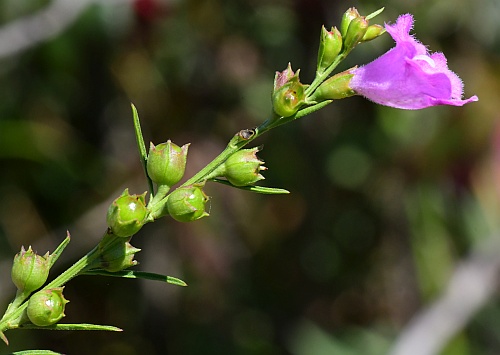 Agalinis_fasciculata_flower4.jpg