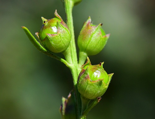 Agalinis_fasciculata_fruits.jpg