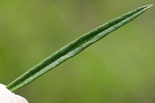 Agalinis_fasciculata_leaf1.jpg