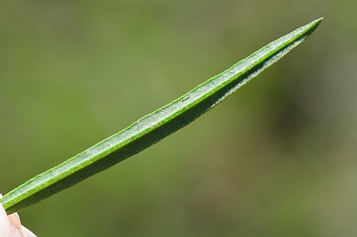 Agalinis_fasciculata_leaf2.jpg