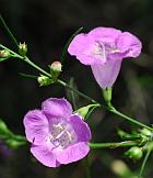 Agalinis purpurea thumbnail