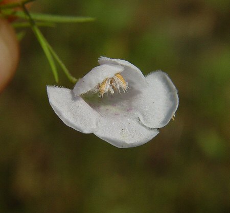 Agalinis_tenuifolia_white_flower.jpg