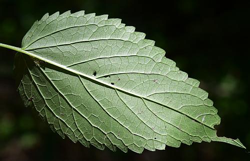 Agastache_nepetoides_leaf2.jpg