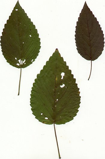 Agastache_nepetoides_pressed_leaves.jpg