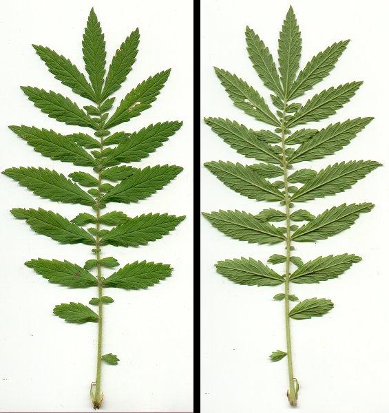 Agrimonia_parviflora_leaf.jpg