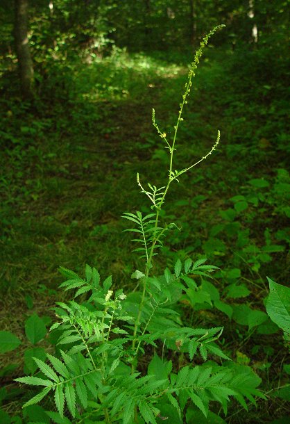 Agrimonia_parviflora_plant.jpg