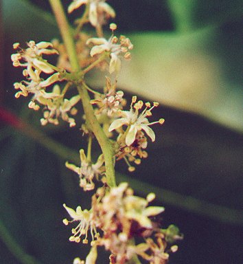 Ailanthus_altissimus_flowers.jpg