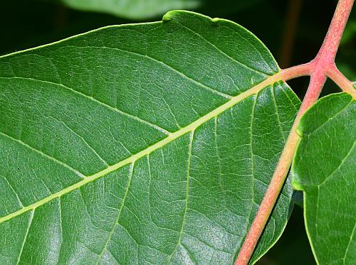Ailanthus_altissimus_leaf1a.jpg