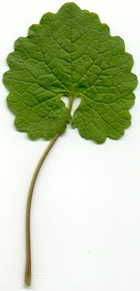 Alliaria_basal_leaf.jpg