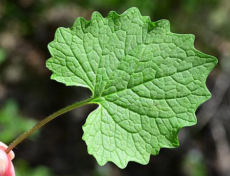 Alliaria_petiolata_leaf1.jpg