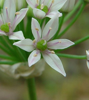Allium_canadense_flower2.jpg