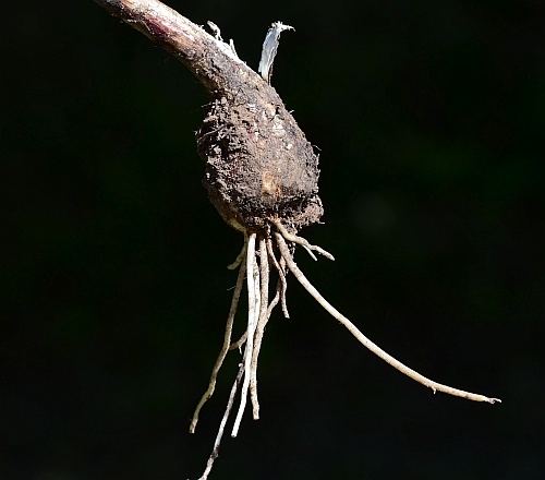 Allium_cernuum_bulb.jpg