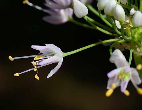 Allium_cernuum_flower.jpg