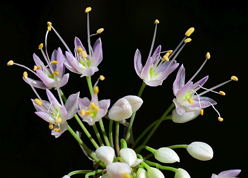 Allium_cernuum_flowers.jpg