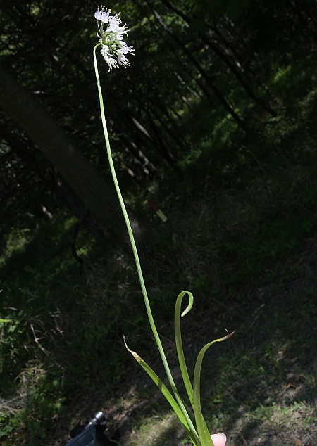 Allium_cernuum_inflorescence0.jpg