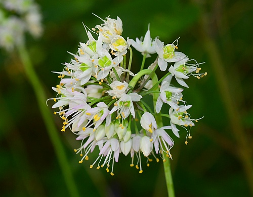 Allium_cernuum_inflorescence1.jpg