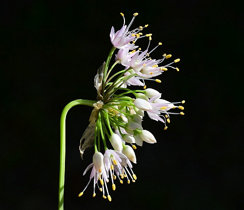 Allium_cernuum_inflorescence2.jpg