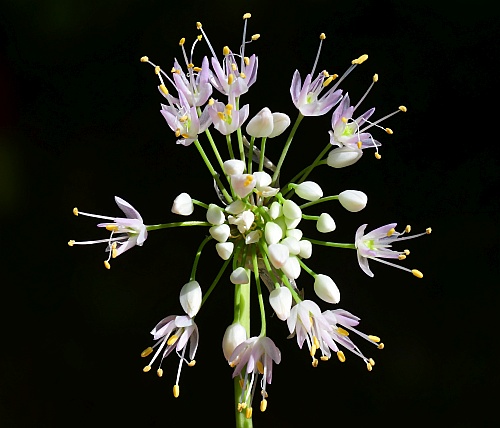 Allium_cernuum_inflorescence3.jpg