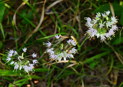 Allium_cernuum_inflorescences.jpg