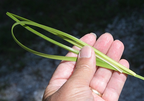 Allium_cernuum_leaves.jpg