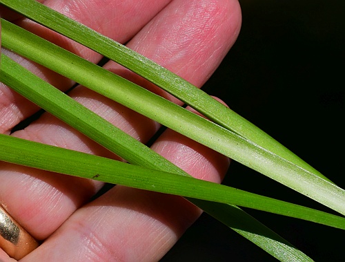 Allium_cernuum_leaves2.jpg