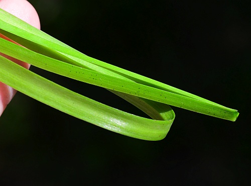 Allium_cernuum_leaves3.jpg