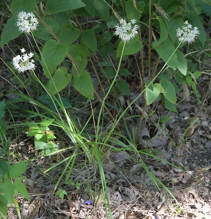 Allium_cernuum_plant.jpg