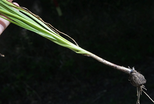 Allium_cernuum_stem.jpg