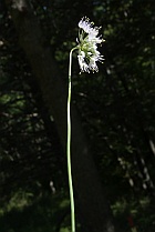 Allium cernuum thumbnail