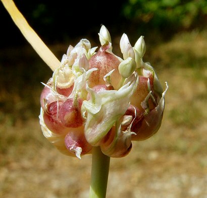 Allium_sativum_bulblets.jpg