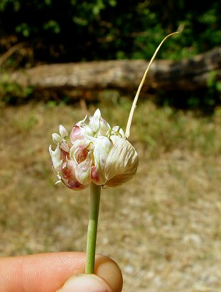 Allium_sativum_inflorescence.jpg