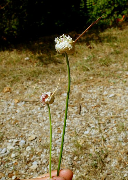 Allium_sativum_plant.jpg