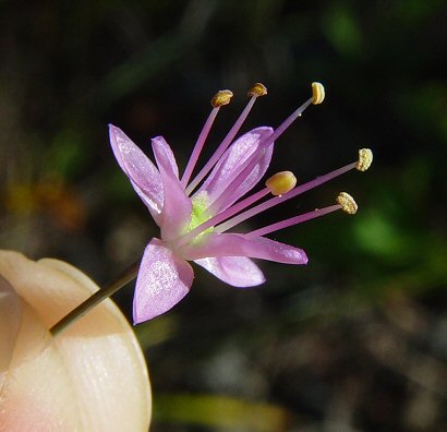 Allium_stellatum_flower.jpg