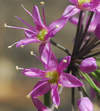 Allium_stellatum_flower2.jpg